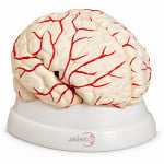 Brain with Arteries